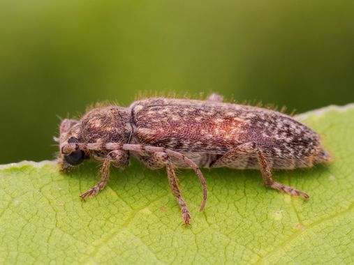 Antonio Jesús Palma Aranda en Hamelin: Fauna  (Lora del Río), El mismo escarabajo que compartí el otro día después de trasladarlo con cuidado desde el suel...
