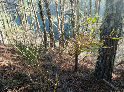 Susandresro en Hamelin: Flora  (Monforte de Lemos), Genista tridentata