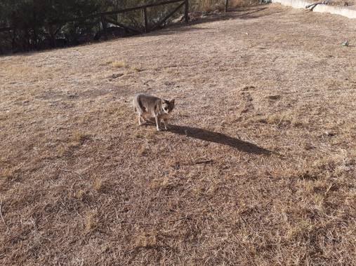 Diana Rosa en Hamelin: Fauna  (Jerez de la Frontera), Gatito en la reserva.