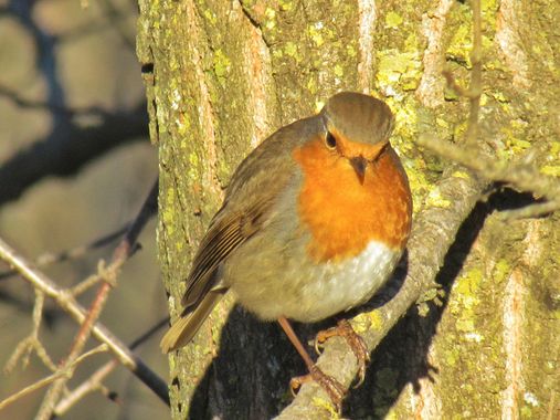 Manelsersol en Hamelin: Fauna  (Olot), #aves 