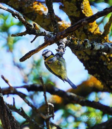 Lightscomeon en Hamelin: Fauna, Cyanistes caeruleus (Linnaeus, 1758), #pajaro #arbol #color #amarillo #azul #naturaleza 