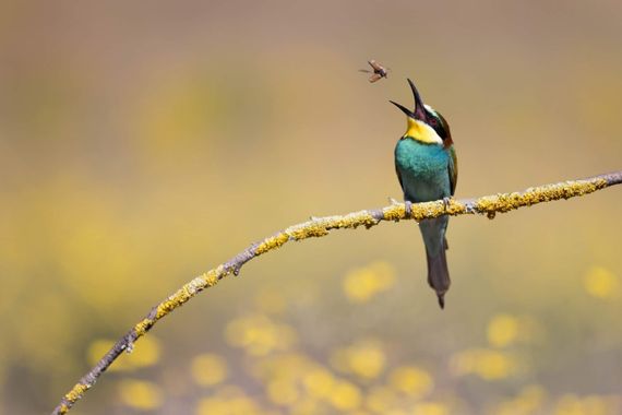 Luis Alvarez en Hamelin: Fauna  (Almanza), Merops apiaster Linnaeus, 1758, #abejaruco #meropsapiaster #aves #composicion 