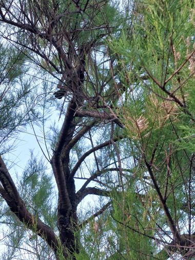 Mpinfante en Hamelin: Flora, Esta es una perspectiva 