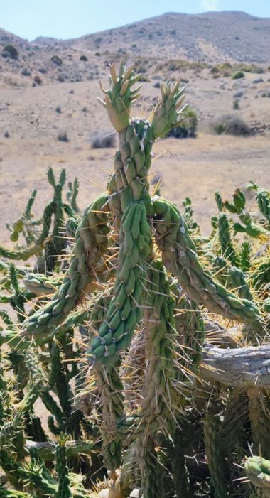 Solerantonio2 en Hamelin: Flora  (Níjar), Kactus planta