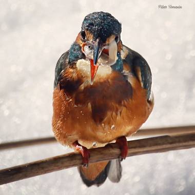 Yatoma66 en Hamelin: Fauna  (Madrid), Alcedo atthis (Linnaeus, 1758), A comer!
#invierno20 
