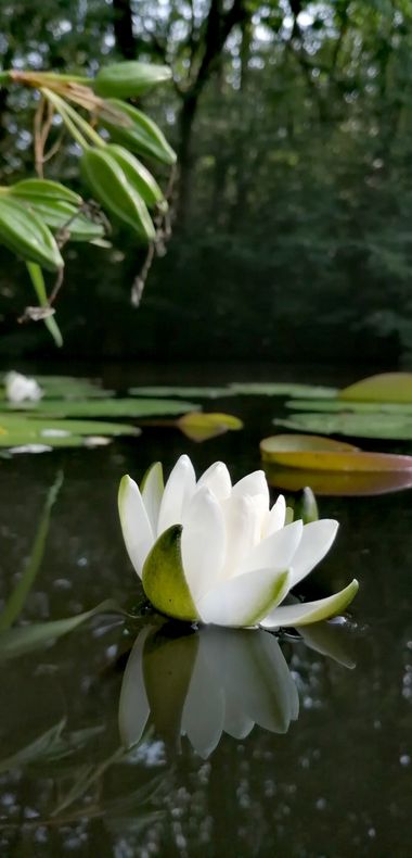 fernanumpaque en Hamelin: Flora  (Hamburgo), #flower
 