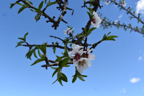 Solerantonio2 en Hamelin: Flora  (Sorbas), Prunus dulcis, Flor de almendro