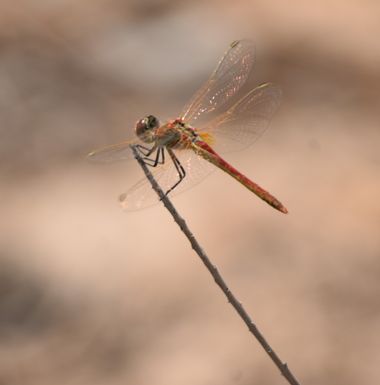 Solerantonio2 en Hamelin: Fauna  (Benahadux), Insecto