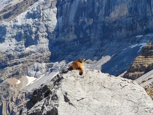 aidalzira en Hamelin: Fauna  (Gavarnie-Gèdre), Marmota pirenaica en los alrededores del refugio serradets - brecha rolando  #fauna 