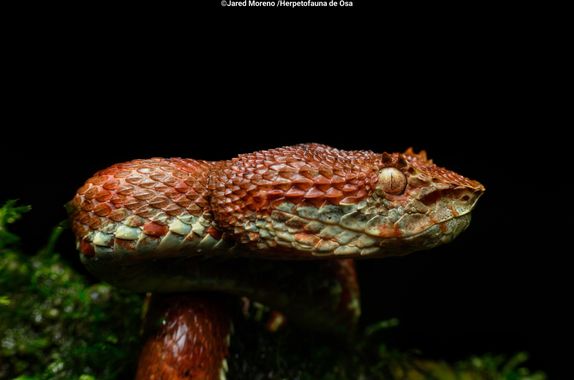 JaredMoreno59 en Hamelin: Fauna, Este bello morfo de Bocaraca manchada lo pude observar durante un tour nocturno, esta especie se encuentra en bosques pri...