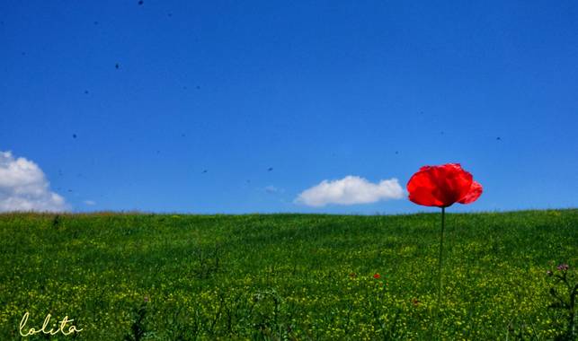 Lolita en Hamelin: Paisaje  (Alcalá la Real), Amapola en el trigo
