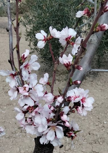 Solerantonio2 en Hamelin: Flora  (Lucainena de las Torres), Prunus amygdalus, Flor de almendro