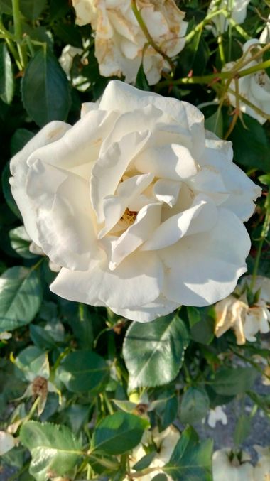 Solerantonio2 en Hamelin: Flora  (Almeria), Rosas de jardin