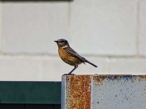 Mivilor68 en Hamelin: Fauna  (Calle La Magdalena), Saxicola rubicola (Linnaeus, 1766), #aves 
#avesdeespaña #paparazziaves 