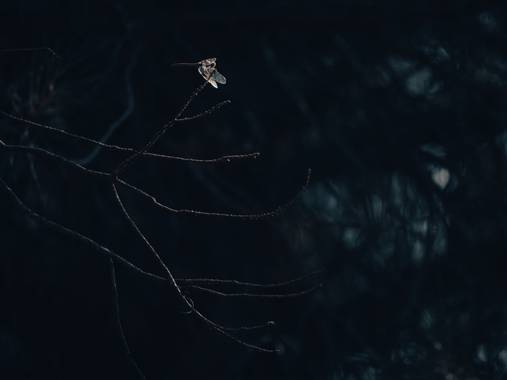 Antonio Jesús Palma Aranda en Hamelin: Fauna  (Lora del Río), Libélula

📷 Olympus OM-D EM1III
🔵 M.Zuiko 100-400mm
🔎 Sin lente de aprobación
💡 Natural
⚪...