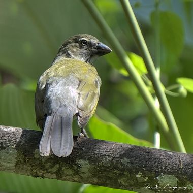 Jairo Cadavid en Hamelin: Fauna  (Cocorná), Saltator striatipectus, #aves #colombia #hamelin #wildlife #birds #beautiful #nature #bird #birds #birdscapture...