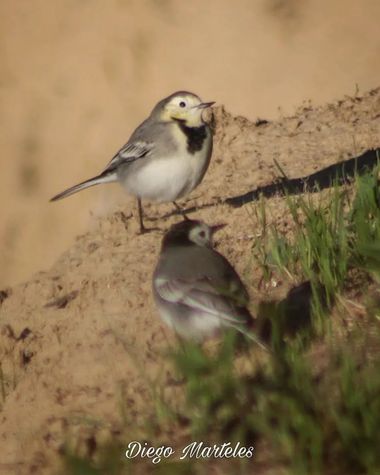 Diego en Hamelin: Fauna  (Zaragoza), Motacilla alba Linnaeus, 1758, #lavanderablanca #motacillaalba #aves #zaragoza #canon 