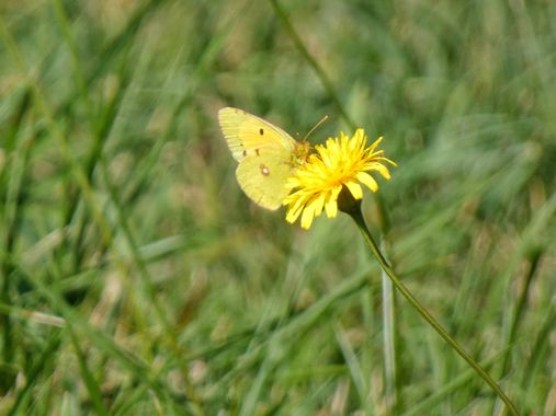 mariale en Hamelin: Flora, 📸 #marialemdza
jueves, 08/09/2022
#Asturias #PrincipadoDeAsturias
#flores #floressilvestres #flowers #amarillo #yellow #maripo...