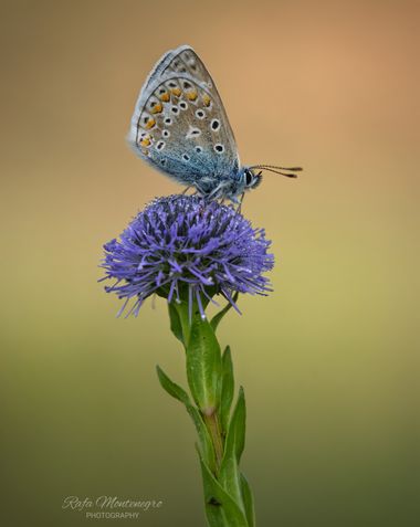Rafa Montenegro en Hamelin: Fauna, Polyommatus icarus (Rottemburg, 1775), #apfb #rafa_montenegro #macro #macrophotography #butterfly 