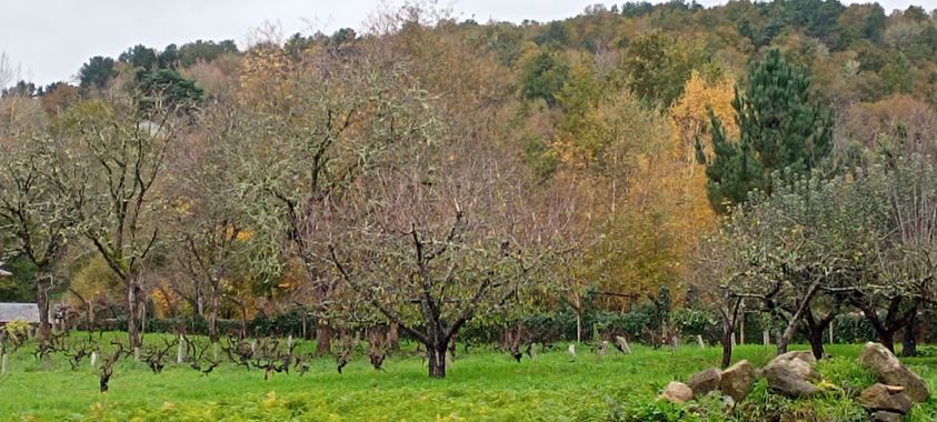 Susandresro en Hamelin: Paisaje  (Pantón), Viñas