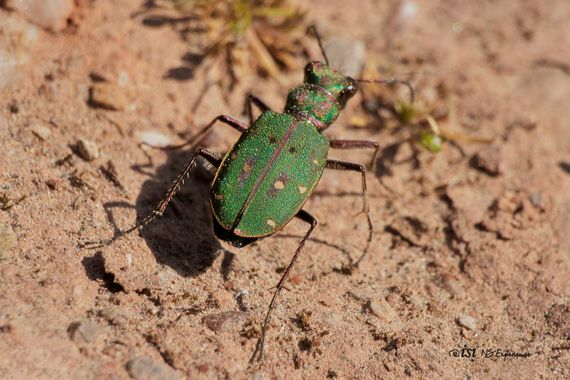 isidorogomez53 en Hamelin: Fauna  (Castellbisbal), Cicindela campestris siculorum Schilder, 1953, Este tipo de escarabajo  solo  lo  he  visto  una  vez......