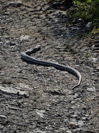 mariale en Hamelin: Fauna, 📸 #marialemdza
Ruta del 15/04/2022
Sorpresas en el recorrido, una grande y larga 🐍 Cuando suben las temperaturas es hora de t...