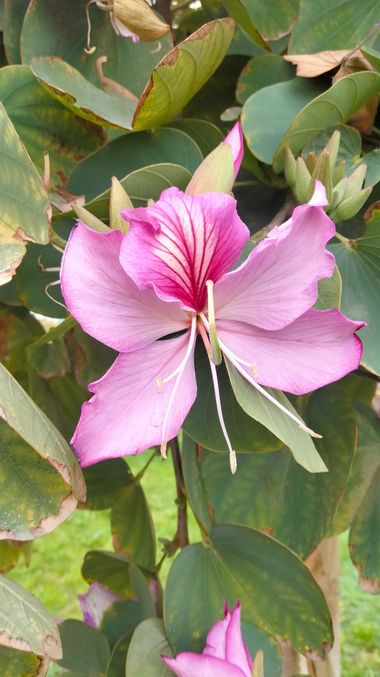 Solerantonio2 en Hamelin: Flora  (Almeria), Bauhinia purpurea, Planta