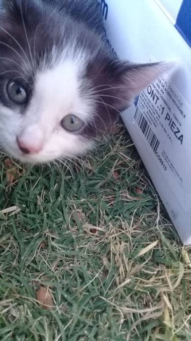 gd23653bad en Hamelin: Paisaje  (San Juan), Esta era hija de mi gatita T^T Tube que darla en adopción, no podía mantener muchos michis
