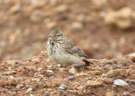 Solerantonio2 en Hamelin: Fauna  (Níjar), Galerida theklae A.E.Brehm, 1857, Cogujada comun