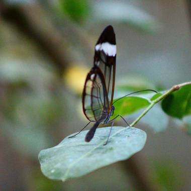 Karlitos_photo en Hamelin: Fauna  (Icod de los Vinos), #mariposa #naturaleza 