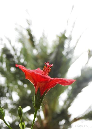 olaya96fg en Hamelin: Flora  (Elche), Hibiscus rosa-sinensis, Hibisco en el palmeral.