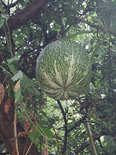 Mpinfante en Hamelin: Flora, Cucurbita ficifolia