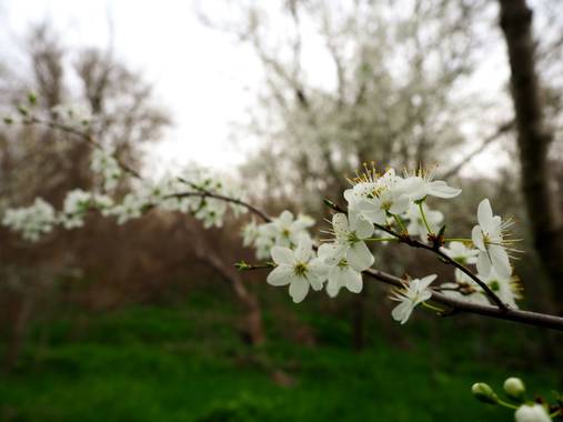 Julialozanoc en Hamelin: Flora  (Zaragoza), Prunus spinosa, Comienzan a verse árboles en flor🌼. Paseando por el Anillo Verde de Zaragoza. 