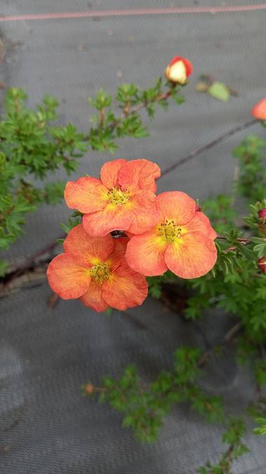 Corina en Hamelin: Flora  (Vitoria), #flornaranja