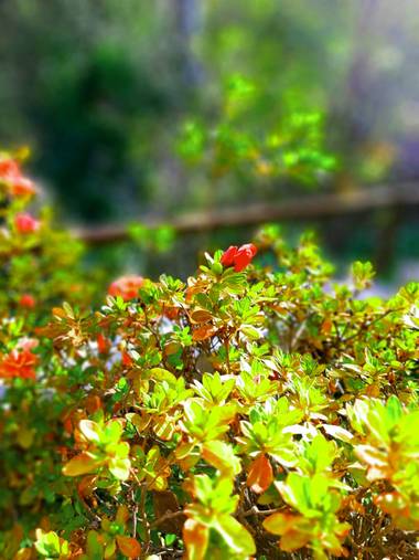 Sovinna en Hamelin: Flora  (Colmenar Viejo)