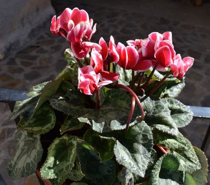 Solerantonio2 en Hamelin: Flora  (Trevélez), Cyclamen persicum, Planta