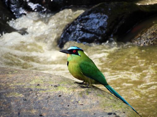 danielhincapie230979 en Hamelin: Fauna  (Copacabana), Momotus aequatorialis Gould, 1858, Barranquero andino 🇨🇴
#naturaleza #wildlife #nature #faunadecolo...