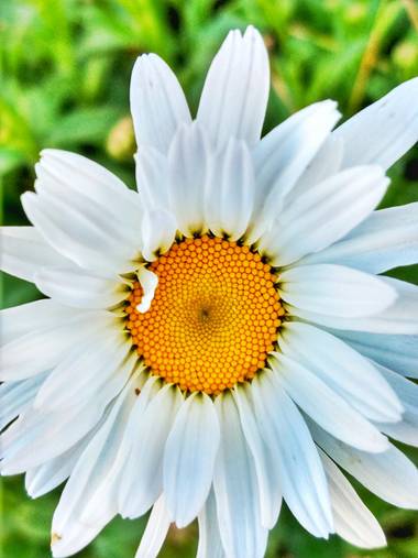 andresmartinez en Hamelin: Flora 