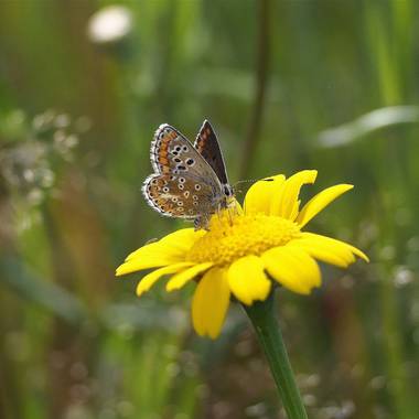 Gustavo Adolfo. en Hamelin: Fauna  (Buenaventura), Morena serrana. (Aricia agestis) es una mariposa muy común euroasiática. Puede alcanzar hasta 28 mm, es ...