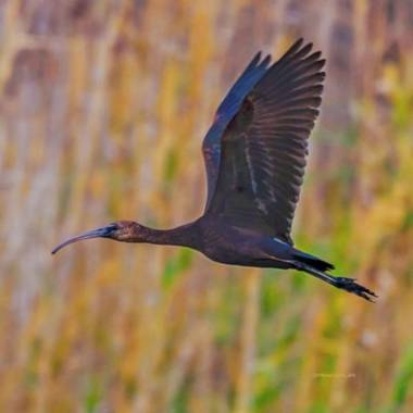 Megr6957 en Hamelin: Fauna  (San Bartolomé de Tirajana), Plegadis falcinellus (Linnaeus, 1766), #avifauna #canarias #charcademaspalomas #primavera #fauna #...