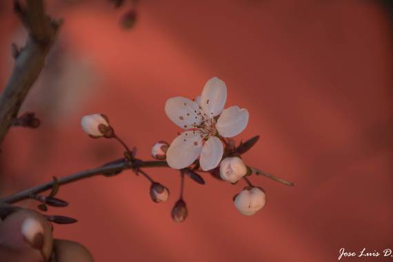 Jldiazcg en Hamelin: Flora  (Sigüenza), Prunus cerasifera, #flora21 