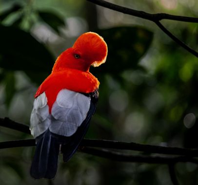 Andrés Nuñez Gallego en Hamelin: Fauna  (Jardín), #gallitoderoca #anunezgallego #aves
