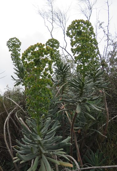 Solerantonio2 en Hamelin: Flora  (Níjar), Planta