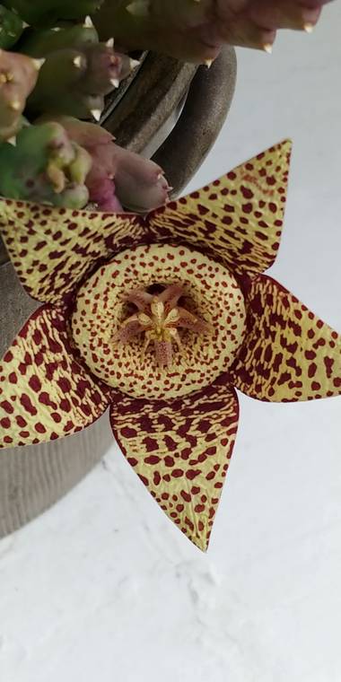 Raquelitacaceres1969 en Hamelin: Flora, Orbea variegata, De admirar su belleza🌼🌼❤️