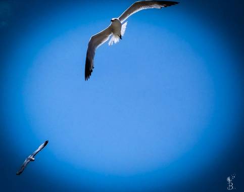 Conbyconv en Hamelin: Fauna  (Andratx), #aves21 