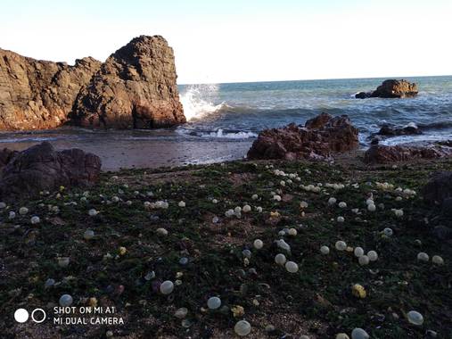 mgpereira.botta en Hamelin: Paisaje  (Maldonado), Punta Ballena - Uruguay