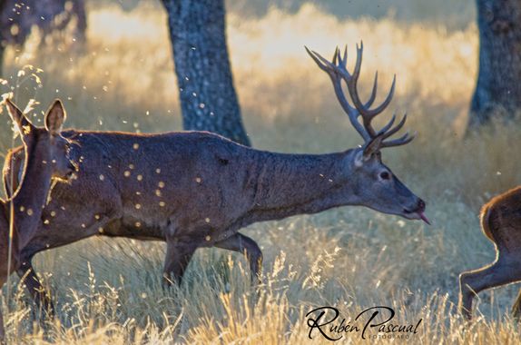 Rubén Pascual Fotógrafo en Hamelin: Fauna, Cervus elaphus Linnaeus, 1758, Ciervo en celo persiguiendo a una hembra