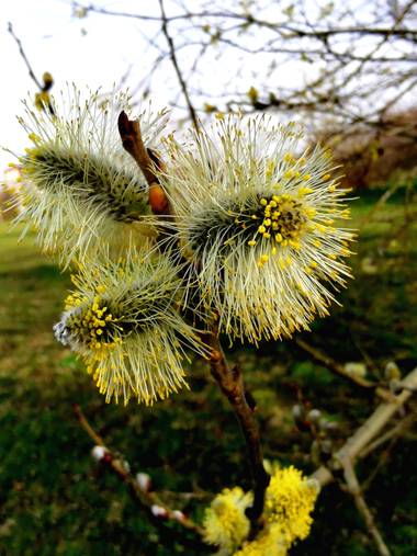 Irantzu_M en Hamelin: Flora  (Vitoria), #naturaleza