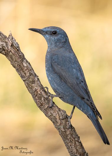 guachinaty1 en Hamelin: Fauna  (Linares), Monticola solitarius (Linnaeus, 1758), #aves