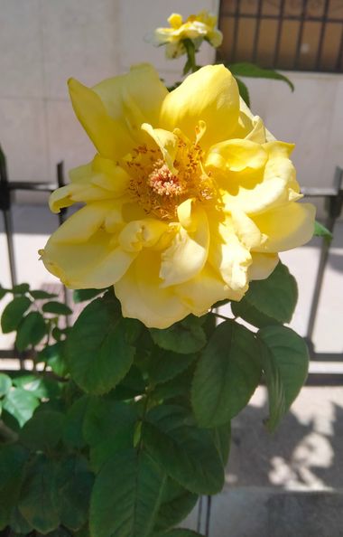 Solerantonio2 en Hamelin: Flora  (Almería), Rosa foetida, Planta